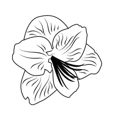 Amaryllis Flower Free Coloring Page for Kids
