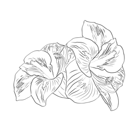 Amaryllis Flowers Free Coloring Page for Kids