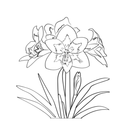 Blystone Amaryllis Free Coloring Page for Kids