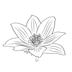Anemone Coronaria Free Coloring Page for Kids