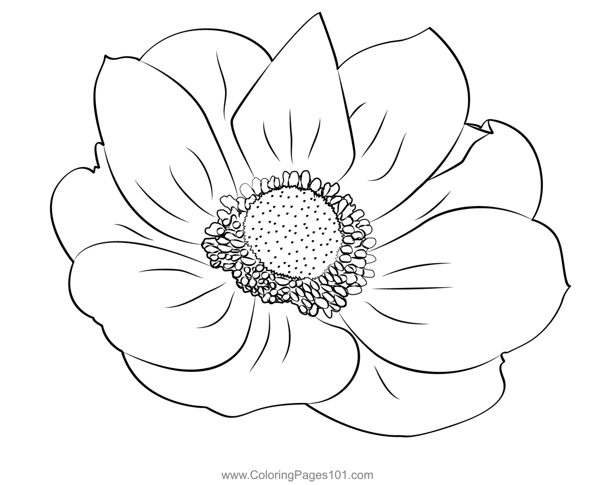 The Anemone Flower Coloring Page for Kids - Free Anemone Printable ...
