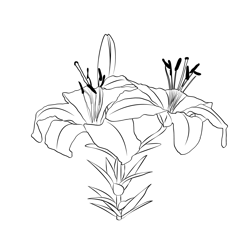 Asiatic Lily Floral Free Coloring Page for Kids