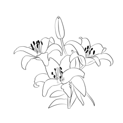 Asiatic Lily Flower Free Coloring Page for Kids
