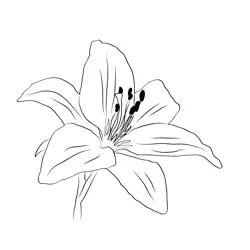 Asiatic Lily Free Coloring Page for Kids