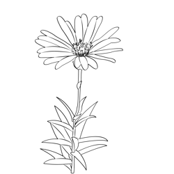 Aster Flower Free Coloring Page for Kids