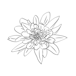 Aster Plants Free Coloring Page for Kids
