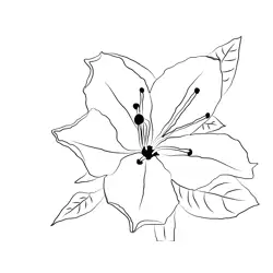Azalea Flower Free Coloring Page for Kids