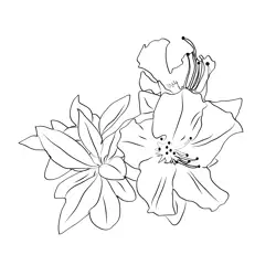 Azalea Plant Free Coloring Page for Kids