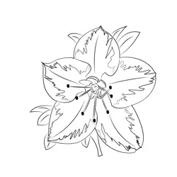 Azalea Free Coloring Page for Kids