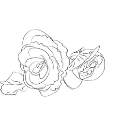Begonia Flower Free Coloring Page for Kids