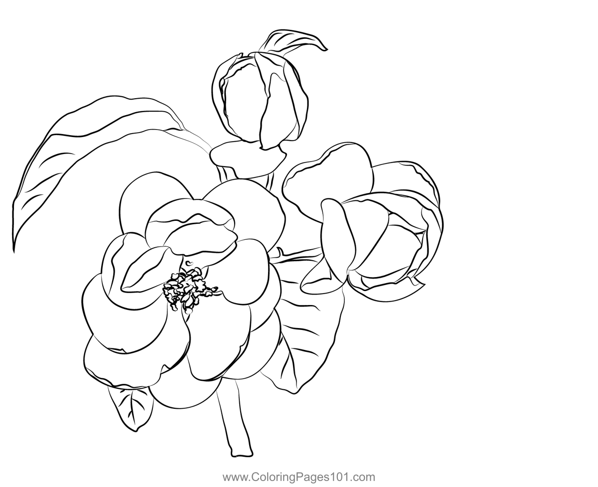 Begonia Plant Coloring Page for Kids Free Begonias Printable Coloring