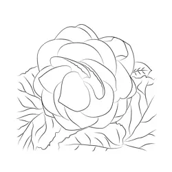 Begonia Free Coloring Page for Kids