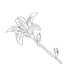 Campanula 1 Free Coloring Page for Kids