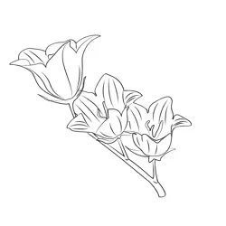 Campanula Flower Free Coloring Page for Kids