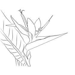 Bird Paradise Flower Free Coloring Page for Kids