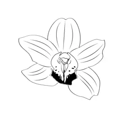 Cymbidium Orchid 1 Free Coloring Page for Kids