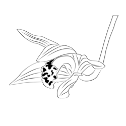 Cymbidium Orchid Flower Free Coloring Page for Kids