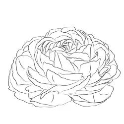 Ranunculus 1 Free Coloring Page for Kids