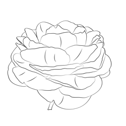 Ranunculus Flower Free Coloring Page for Kids