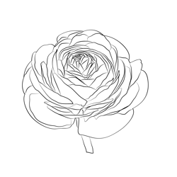 Ranunculus Free Coloring Page for Kids