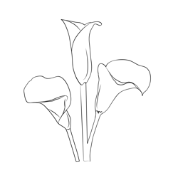 Calla Lily Free Coloring Page for Kids