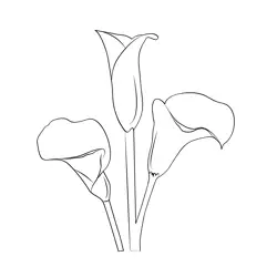 Calla Lily Free Coloring Page for Kids