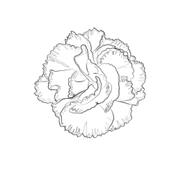Carnation Flower Free Coloring Page for Kids
