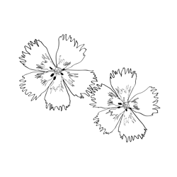 Carnation Flower2 Free Coloring Page for Kids
