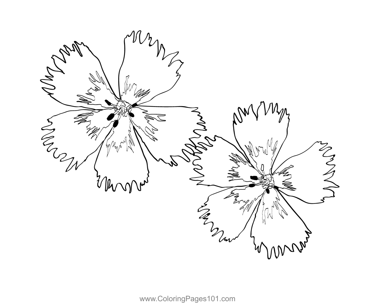 Carnation Flower2 Coloring Page for Kids - Free Carnations Printable