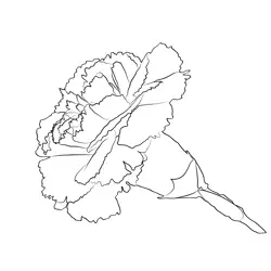 Carnation Free Coloring Page for Kids