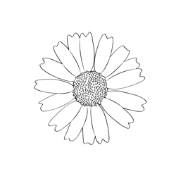 Chrysanthemum Flower Free Coloring Page for Kids