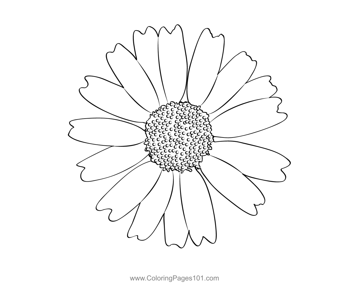 Chrysanthemum Flower Coloring Page for Kids - Free Chrysanthemums