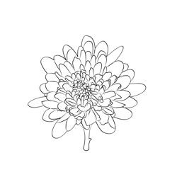 Chrysanthemum Free Coloring Page for Kids