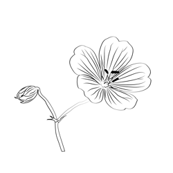 Geranium 1 Free Coloring Page for Kids
