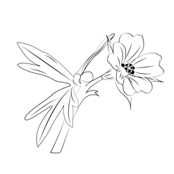 Geranium Free Coloring Page for Kids