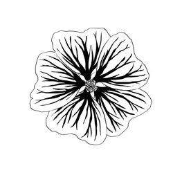Perennial Geranium Flower Free Coloring Page for Kids