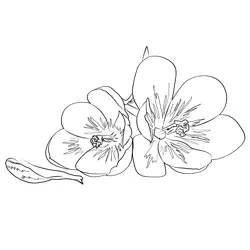 Beautiful Crocus 1 Free Coloring Page for Kids