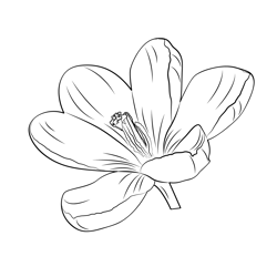 Crocus Flower Free Coloring Page for Kids