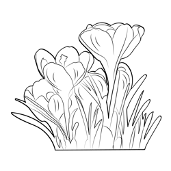 Crocus Free Coloring Page for Kids