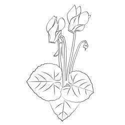 Cyclamen Flower Free Coloring Page for Kids