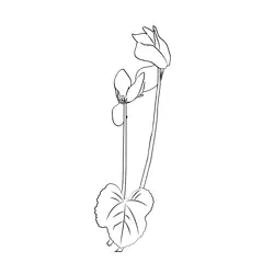 Cyclamen Flower2 Free Coloring Page for Kids
