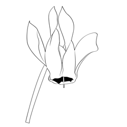 Cyclamen Free Coloring Page for Kids