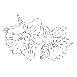 Daffodil 1 Free Coloring Page for Kids