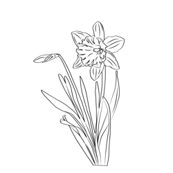 Daffodil Flowers Free Coloring Page for Kids