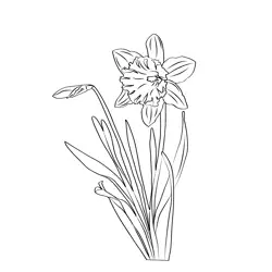 Daffodil Flowers Free Coloring Page for Kids