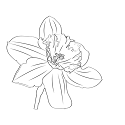 Daffodil Free Coloring Page for Kids