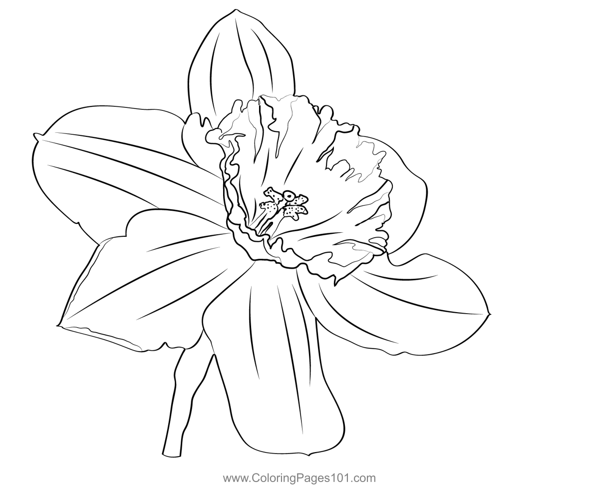 Daffodil Coloring Page for Kids - Free Daffodils Printable Coloring