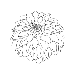 Dahlia 1 Free Coloring Page for Kids