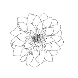 Dahlia Flower 1