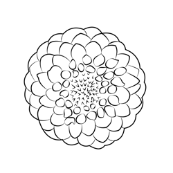 Dahlia Flower Free Coloring Page for Kids